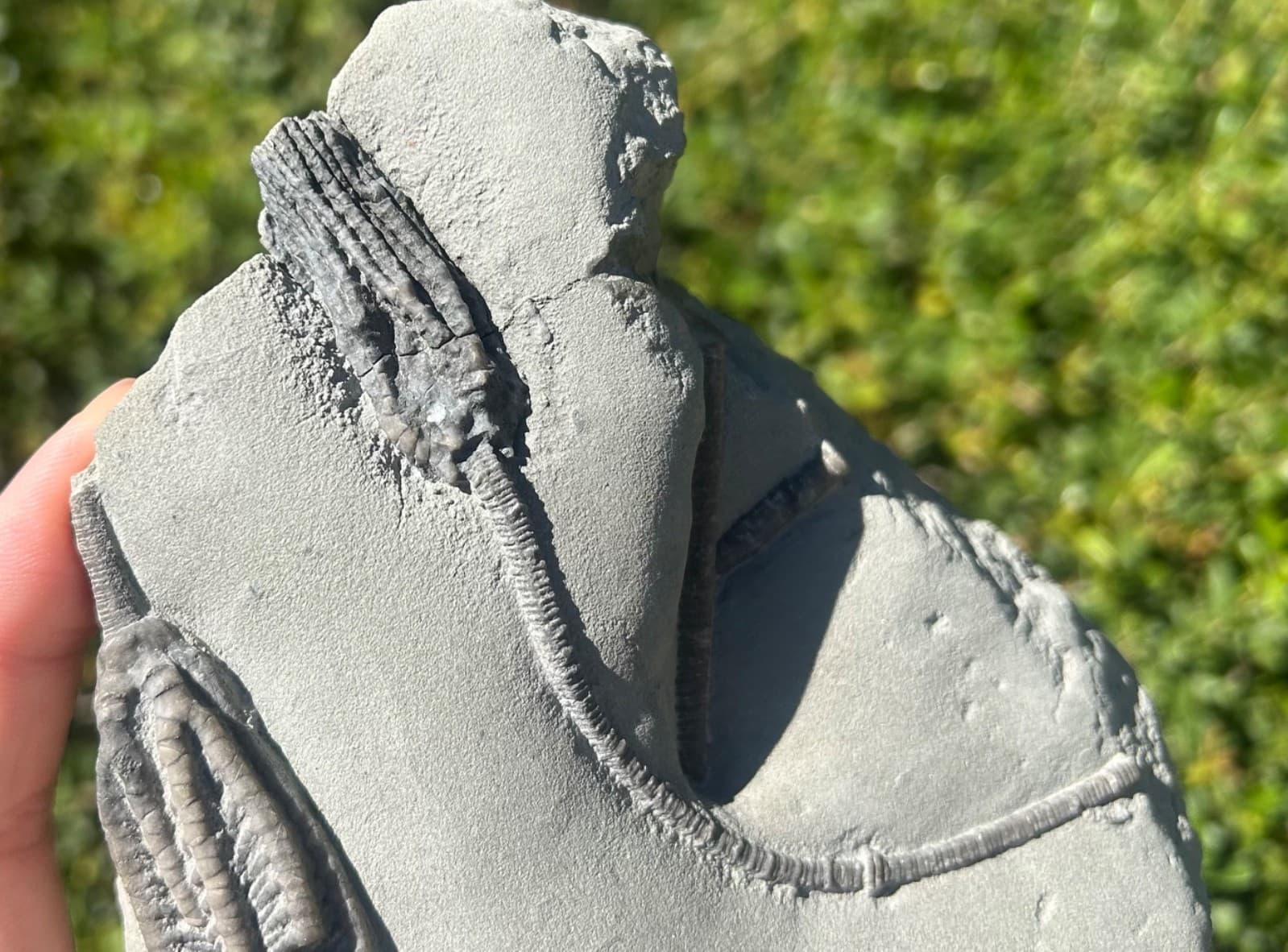 SUPERB Fossil Crinoid Plate Histocrinus Abrotocrinus Indiana Edwardsville Fm 4