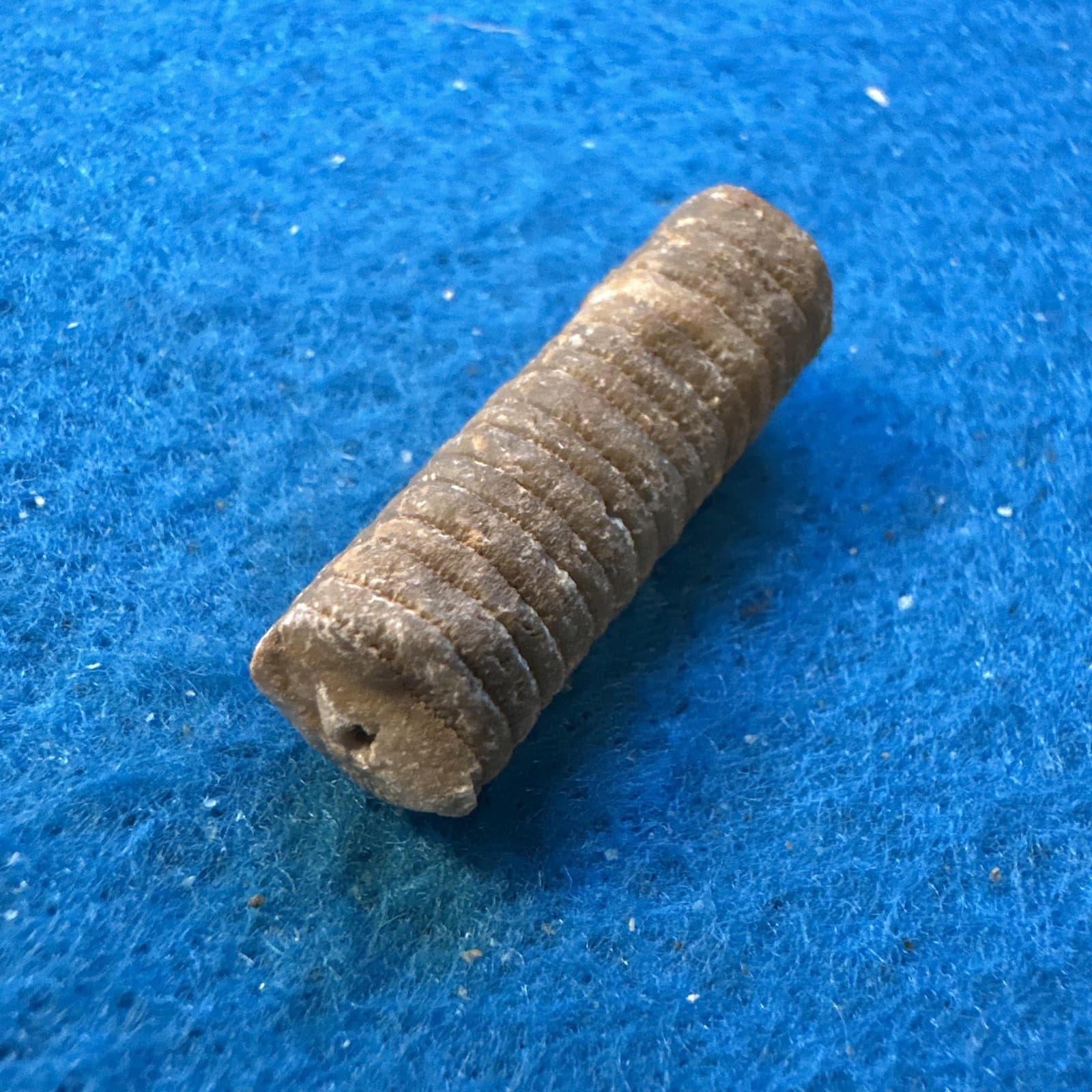 Crinoid Stem Fossil from Indiana in Display Case 6