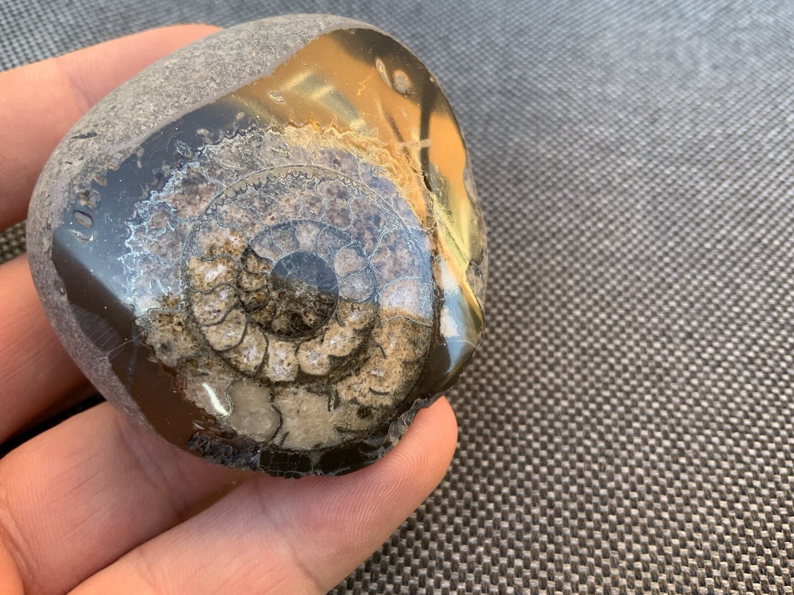 Polished Fossil Ammonite Paperweight, Dactylioceras sp, Whitby, Yorkshire Coast 3
