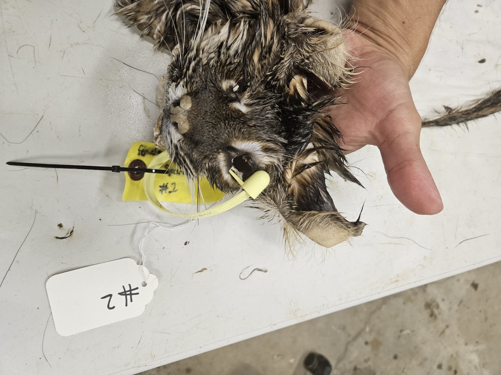 Taxidermy Wet Tanned Bobcat Hide Mountable Cape Antlers Horns 2