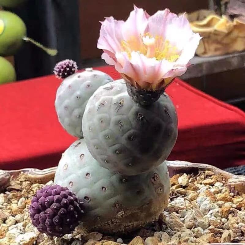 Three balls Tephrocactus geometricus with fewroots cactus Succulent Home Bonsai 2
