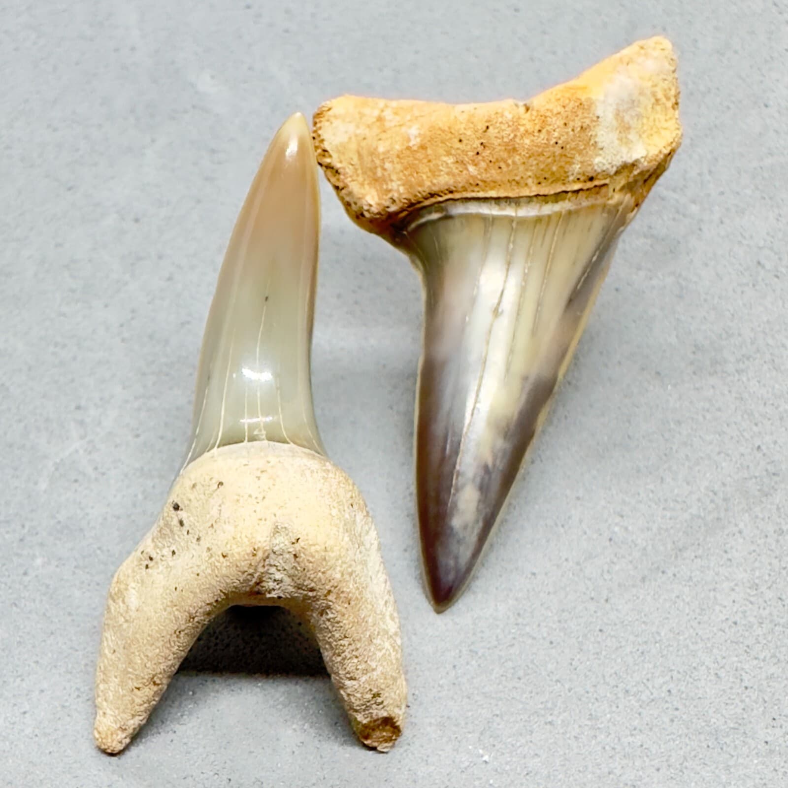 High Quality Pair 1.73" and 1.53" Fossil Shortfin Mako Teeth-I. oxyrinchus Chile 2