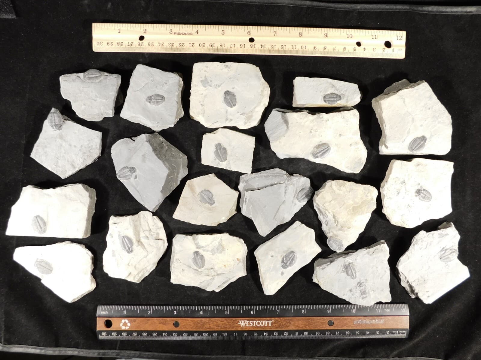 Small 100% Natural Elrathia TRILOBITE Fossil From Cambrian Utah