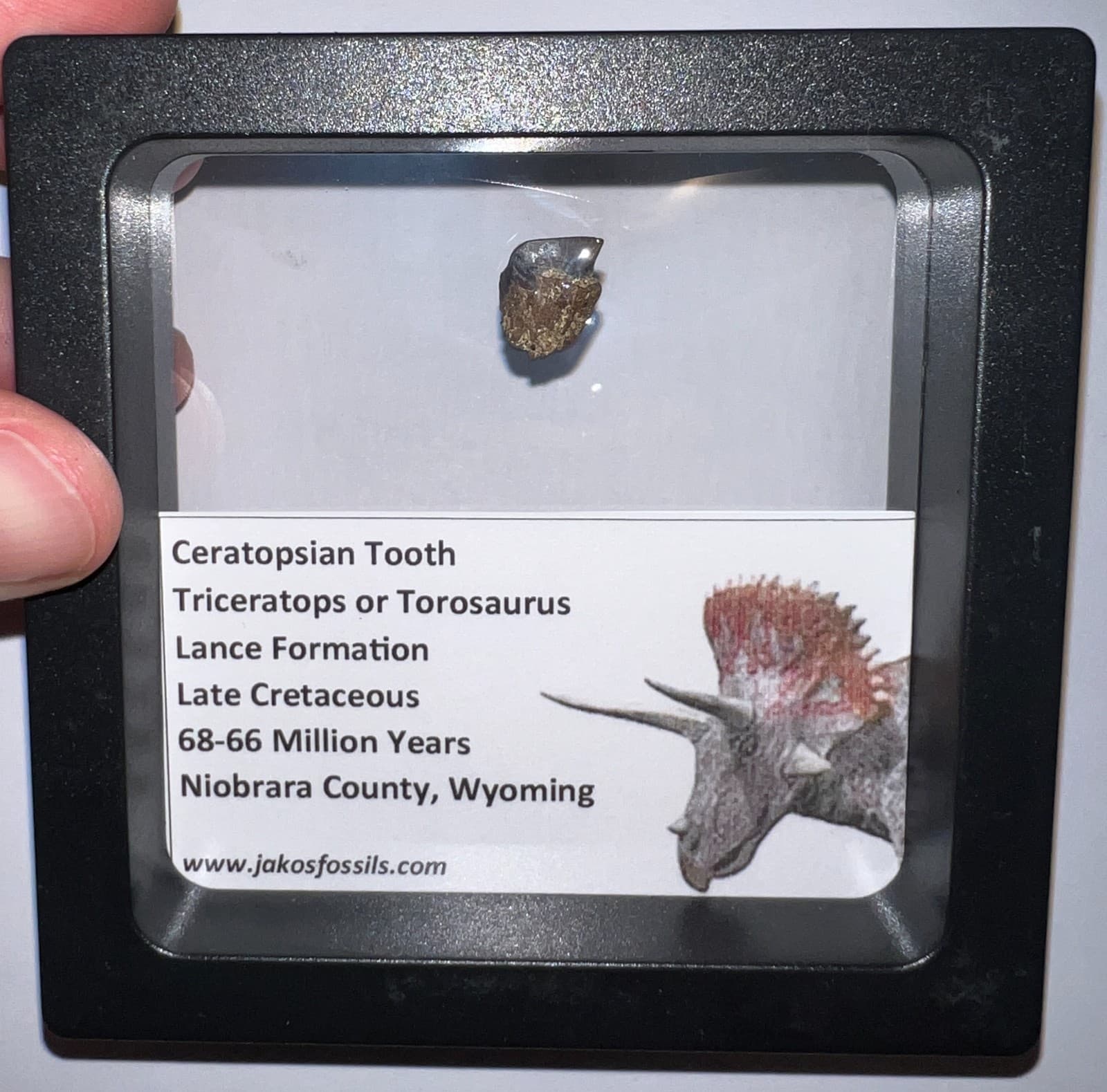 FRAMED TRICERATOPS or TOROSAURUS Fossil Dinosaur Tooth Lot! One per Order! 2