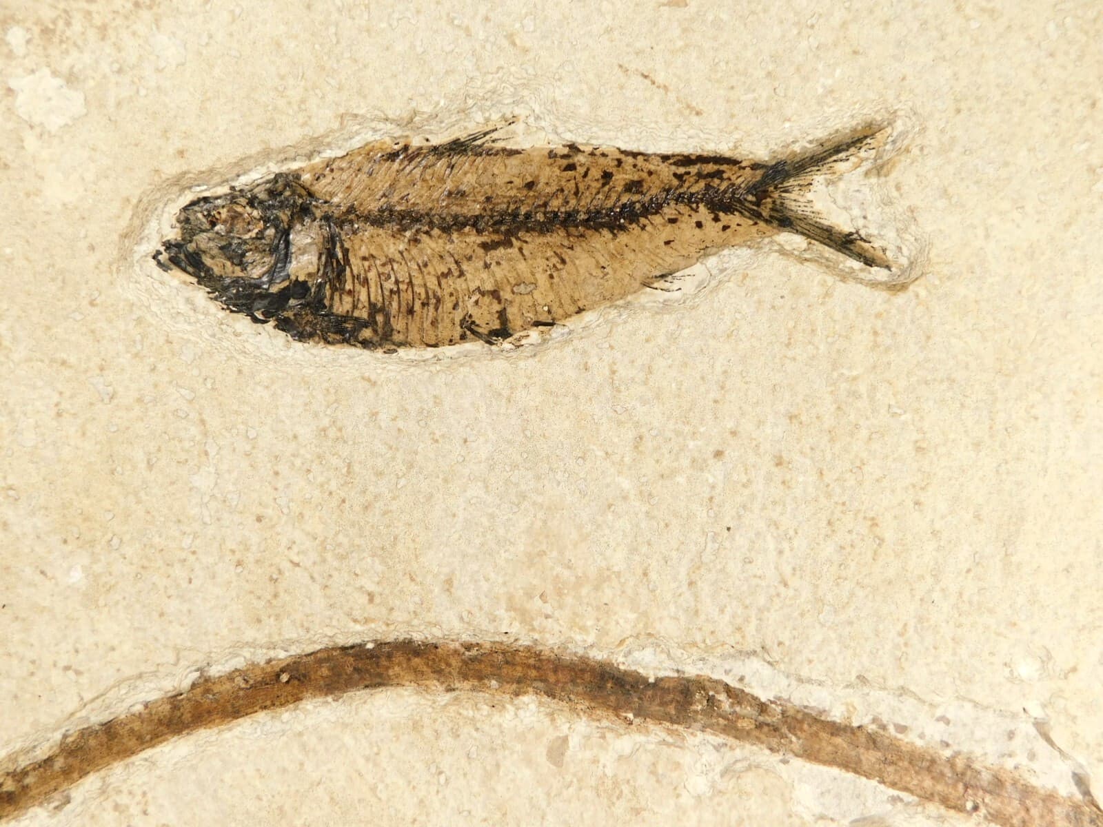 FISH Fossil With a TREE Branch Fossil in BIG Matrix From Wyoming 1641gr