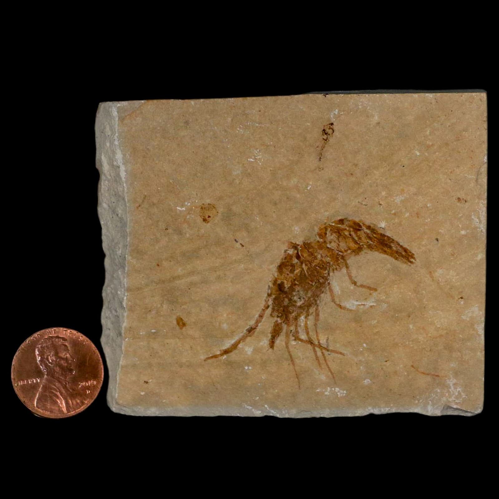 1.6" Fossil Shrimp Carpopenaeus Cretaceous Age 100 Mil Yrs Old Lebanon COA 3