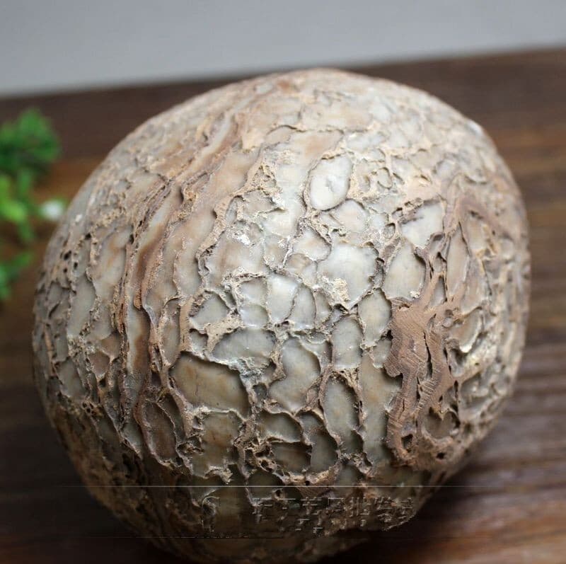 Segnosaur Dinosaur Egg Fossilized Crystallized Fossil Jurassic Cretaceous World 6