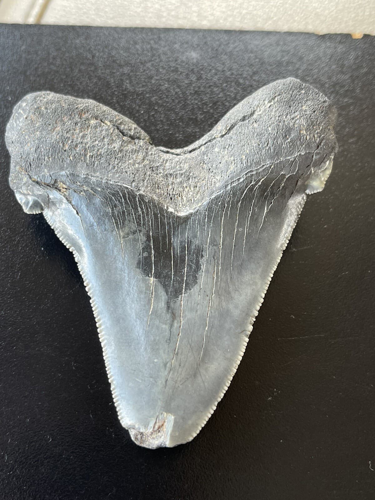 XXL Fossilized Angustidens Shark  Tooth 6