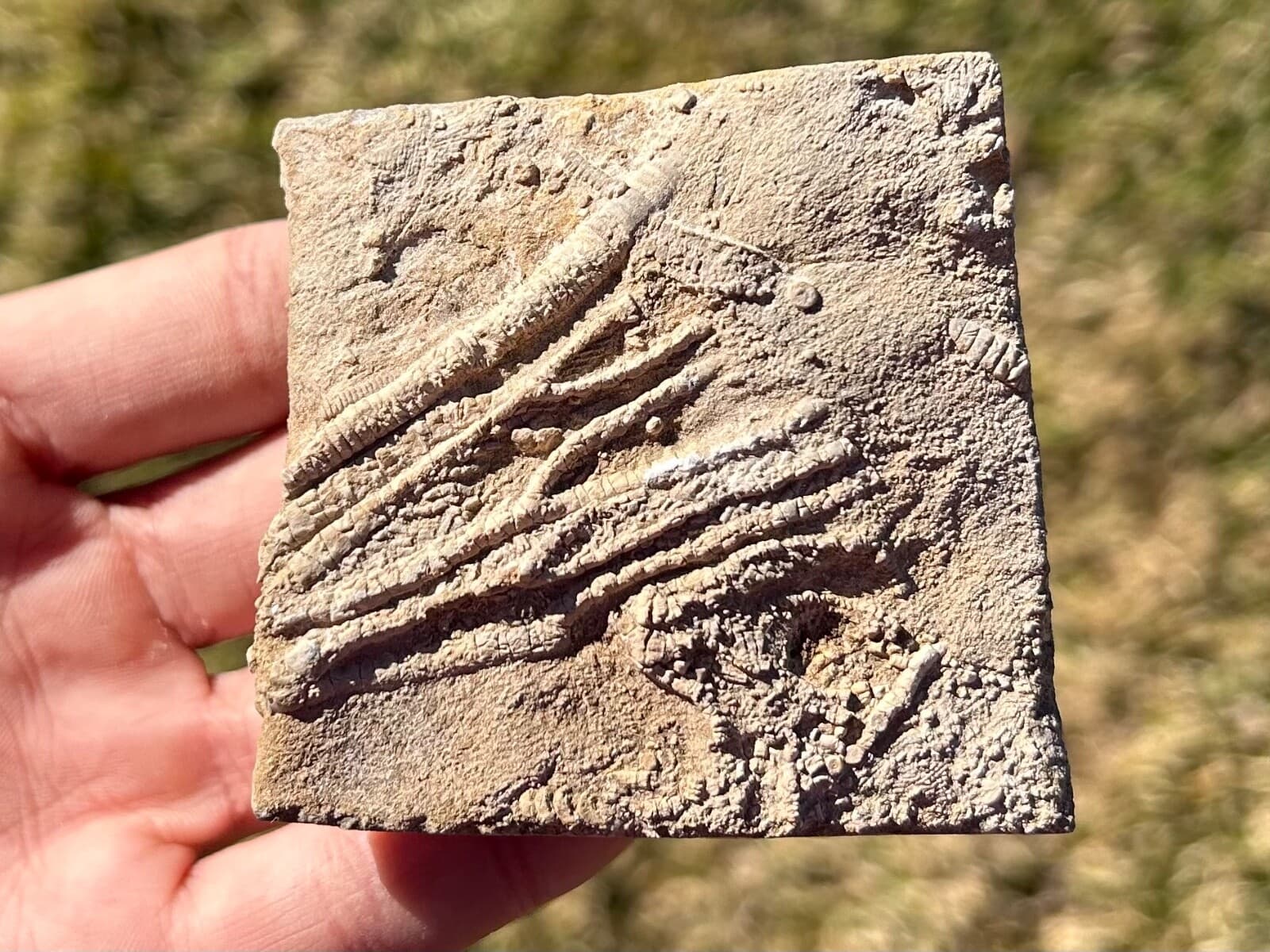 Alabama Fossil Crinoids in Matrix Cymbiocrinus and Aphelecrinus Bangor Limestone 2