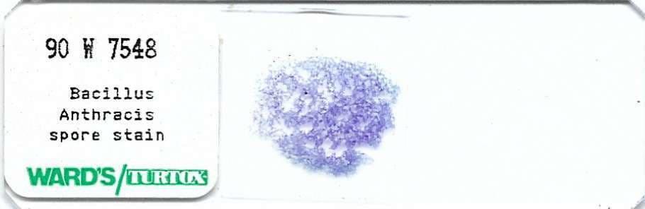Bacillus anthracis spore stain Microscope Slide