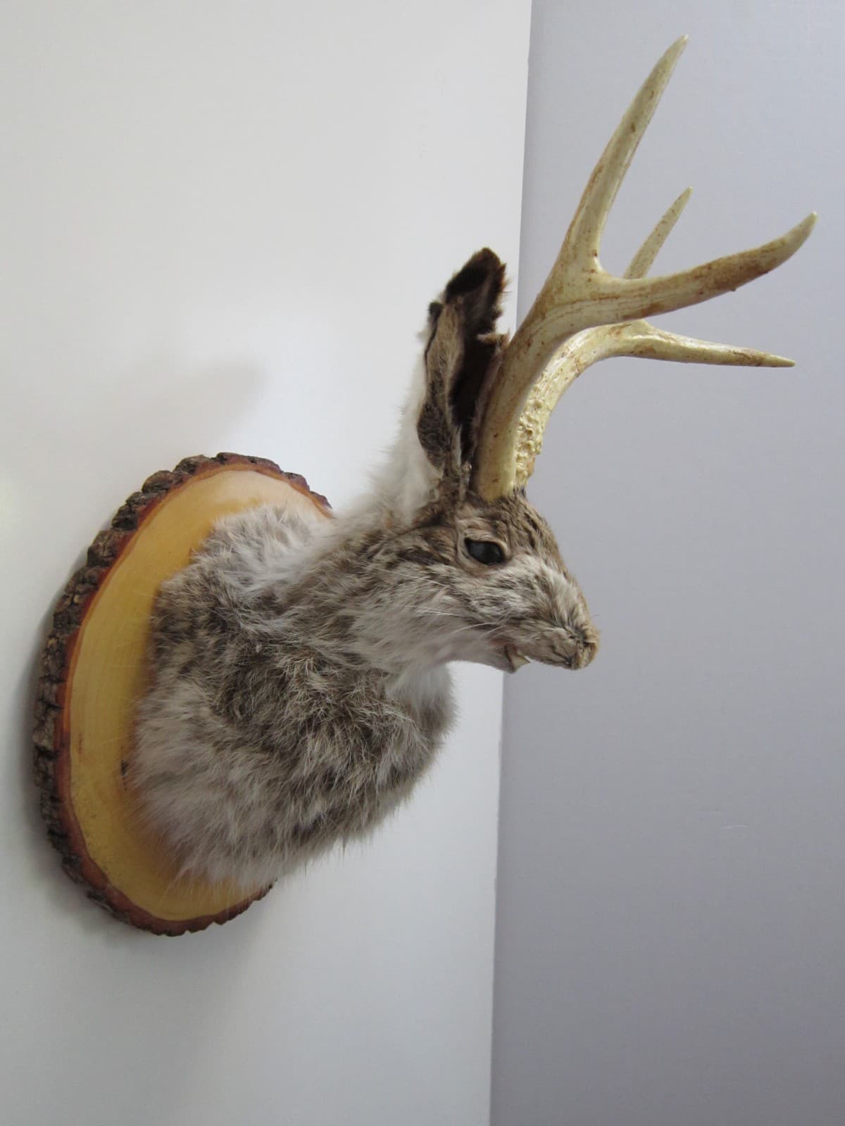 Snarling Fanged Jackalope with Certificate of "Authenticity" 2