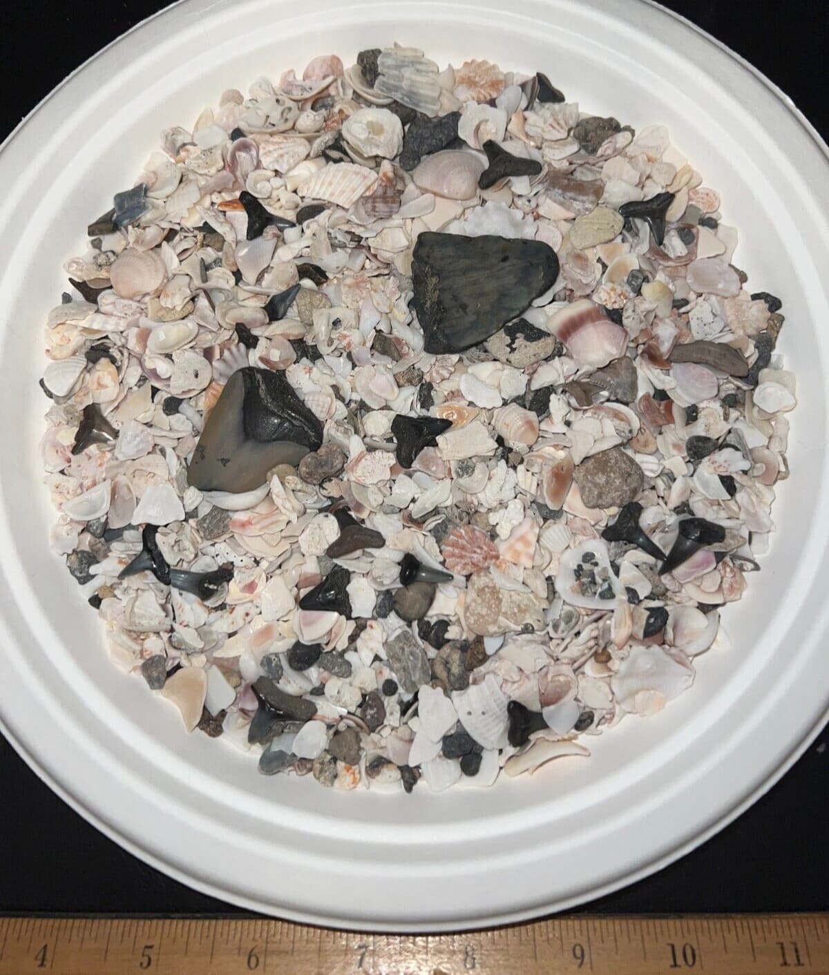 MEGALODON BEACH Shark Tooth Dig Kit with Real Fossil Shark Teeth Lot + ID Sheet! 5