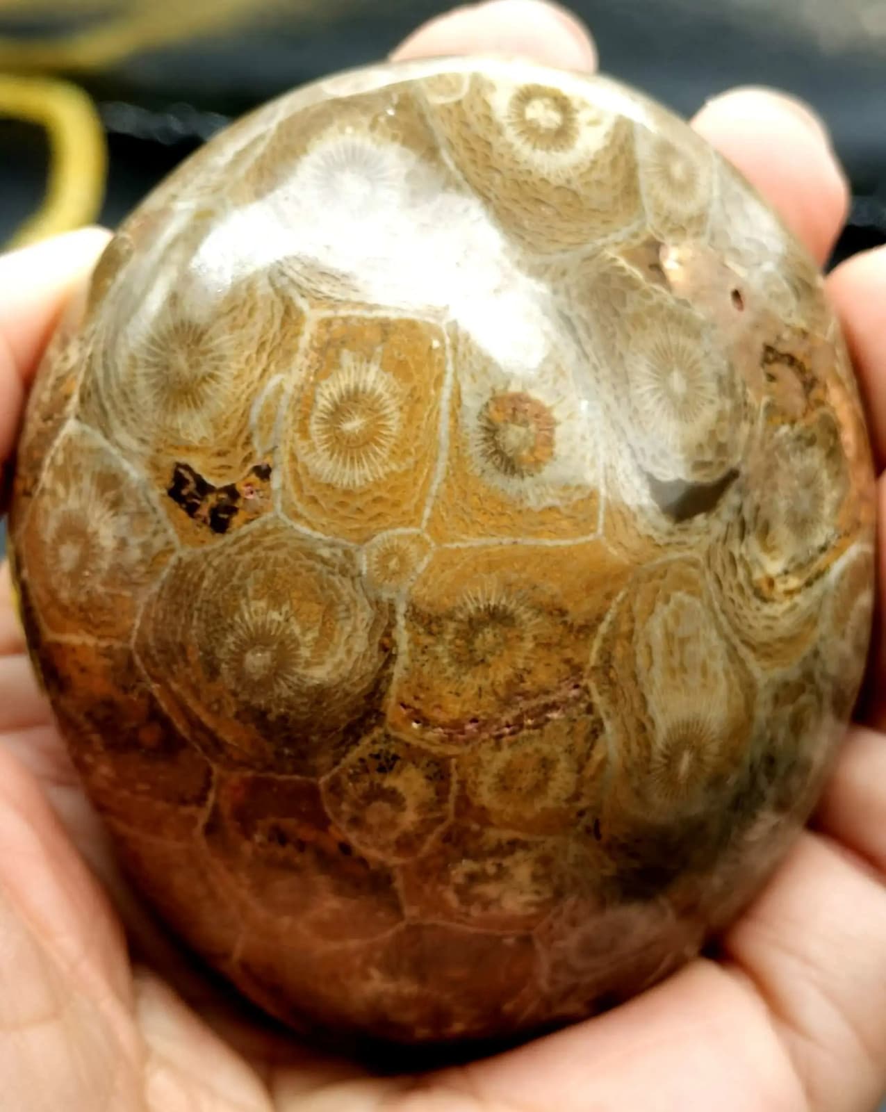 RARE prehistoric Moroccan invertebrate fossil crystal