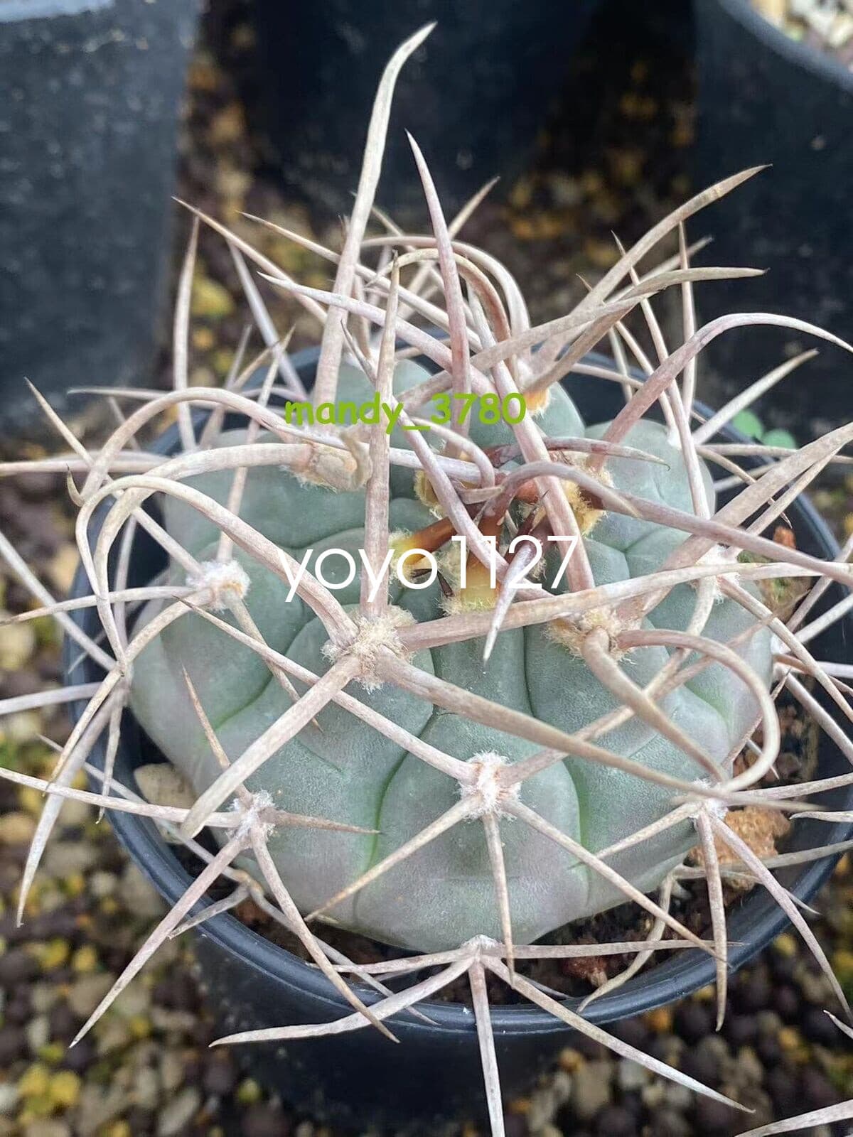 RareSucculent Plant Gymnocalycium hossei Boutique seedgrowth 5
