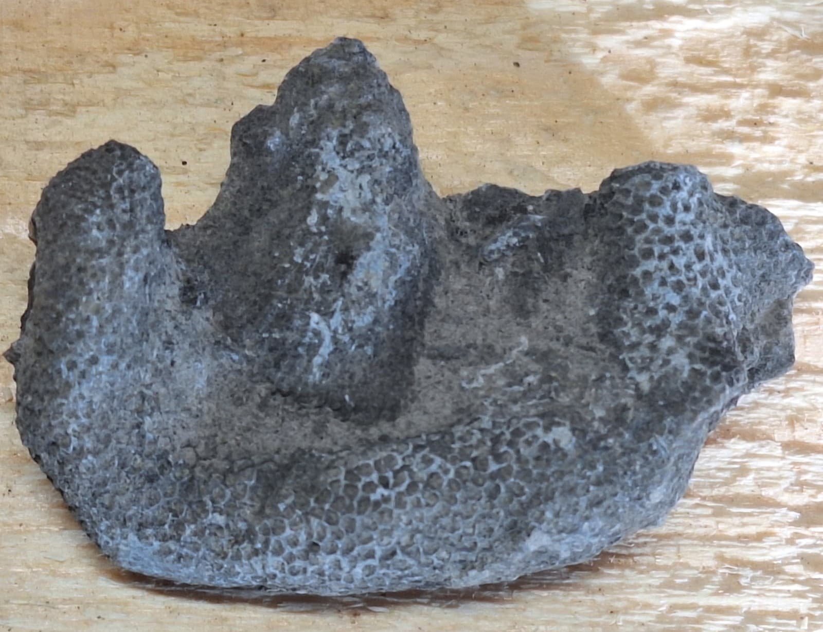 Fossil Favosite Coral In Limestone Devonian Period Michigan