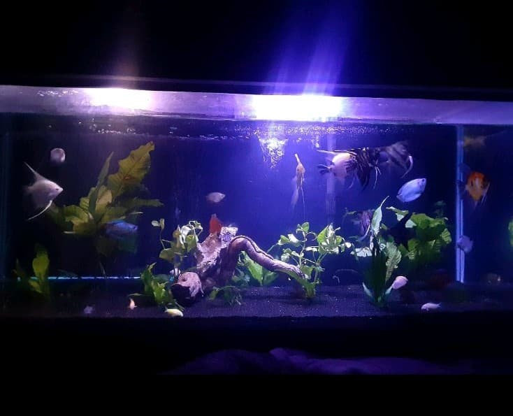 40 Gallon Aquarium For Sale. Tank Comes With  Everything.