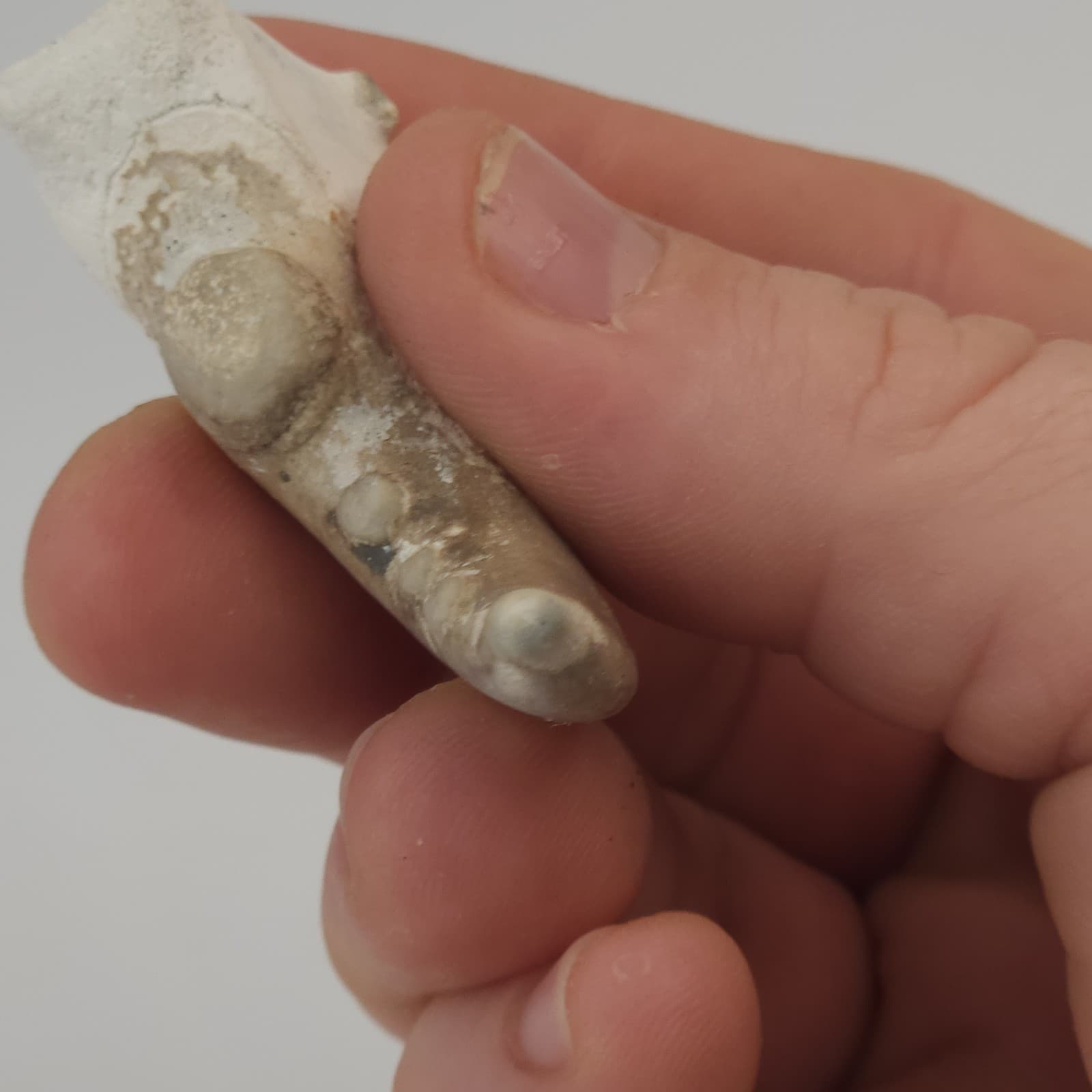 Crab Claw Fossil - Florida  6