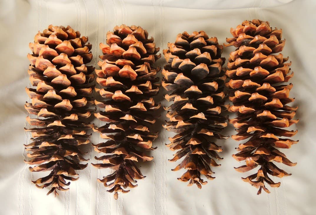 Lot of 4 Golden Giant Sugar Pine Cones 13" 3