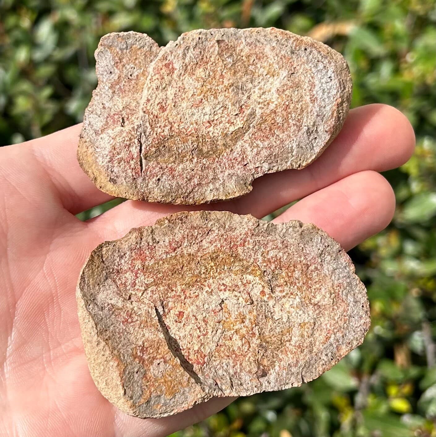 Madagascar Fossil Shrimp Pair Crustacean Triassic Age Rare 3