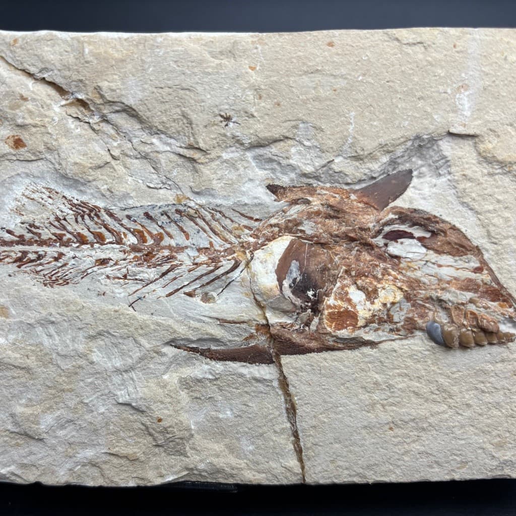 Coccodus insignis fossil fish - Cretaceous Cenomanian, Lebanon - rare slab 19 cm 6