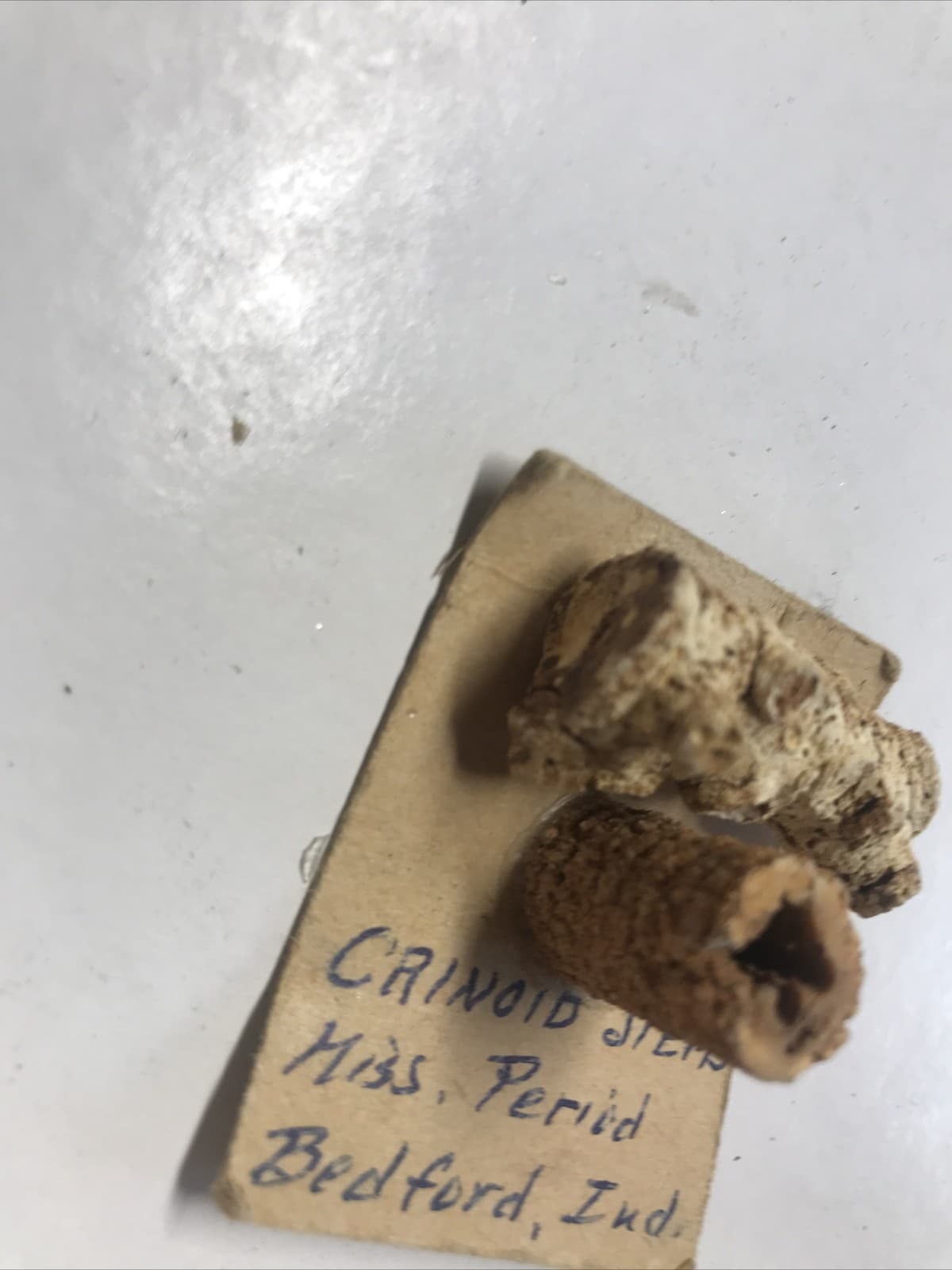 2x Hydreionocrinus Crinoid Stems  - Missing period  Bedford., Ind Size 5/8” & 1” 3