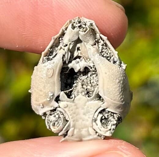 Crab Fossil Ranilia muriceta Florida Pliocene Crustacean Intracoastal Formation