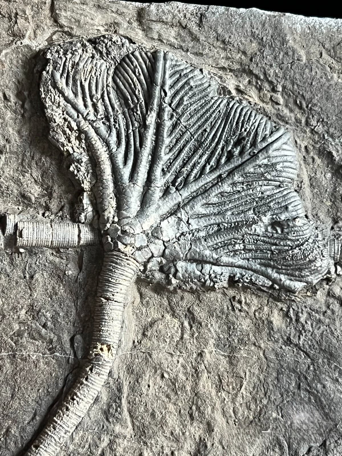 Unique and authentic Guizhou Triassic sea lily fossil A01 4
