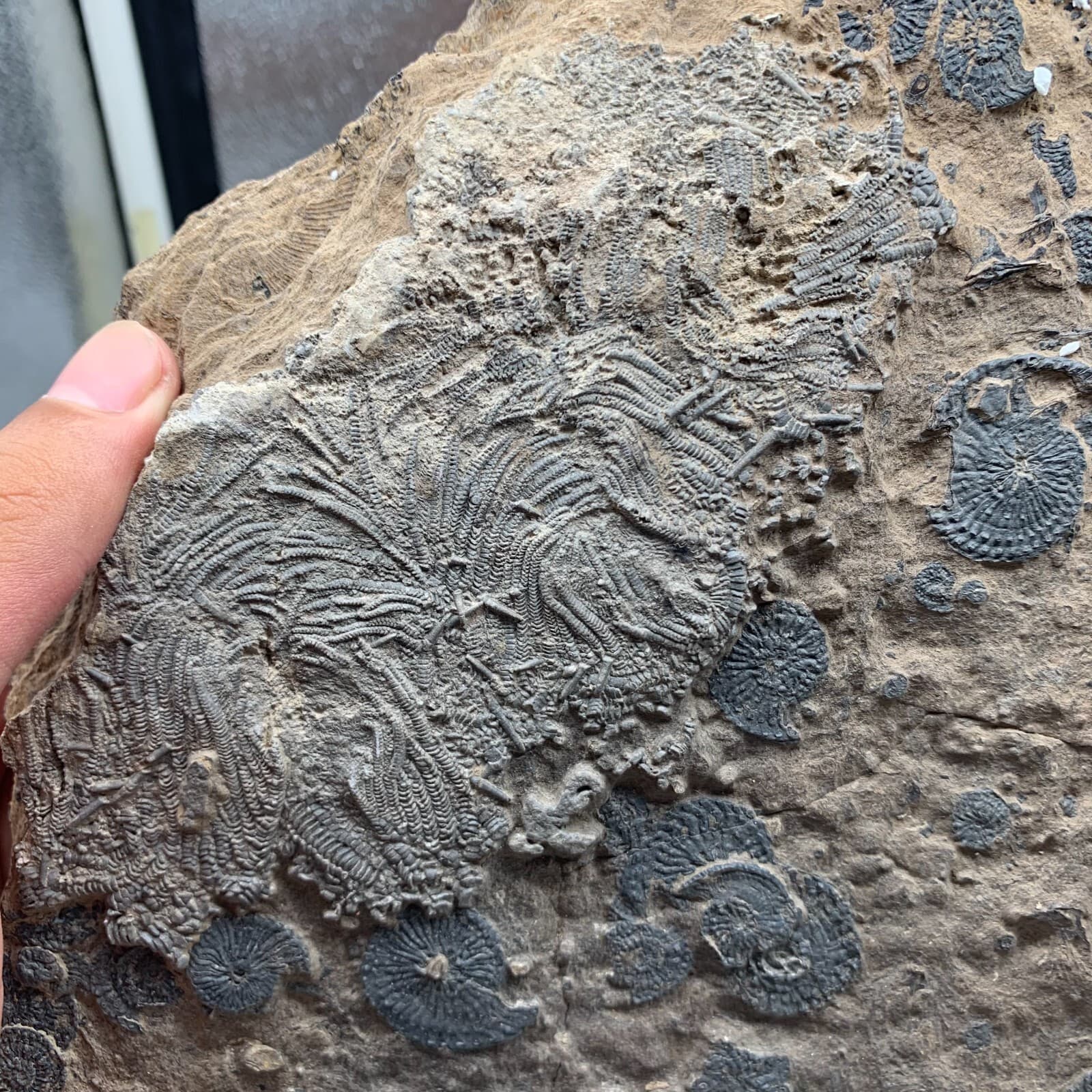 2010 grams of fossils of crinoid from the Guanling Biota in Guizhou 4