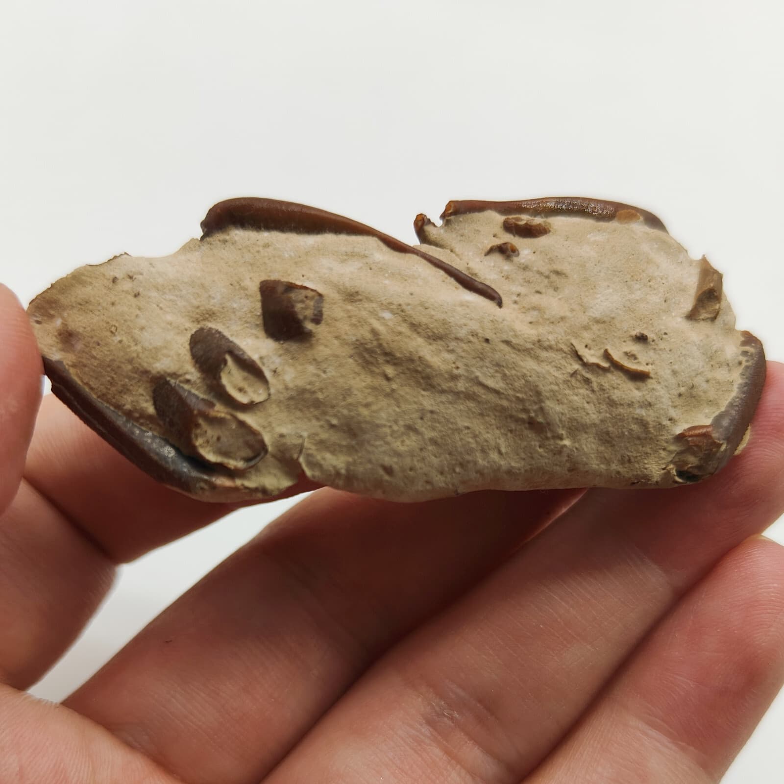 Jurassic Natural Crab animals Fossils Dinosaur Age 4