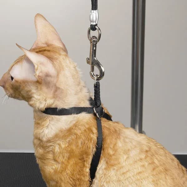 Top Performance Adjustable Nylon Cat Harness 40 In 2