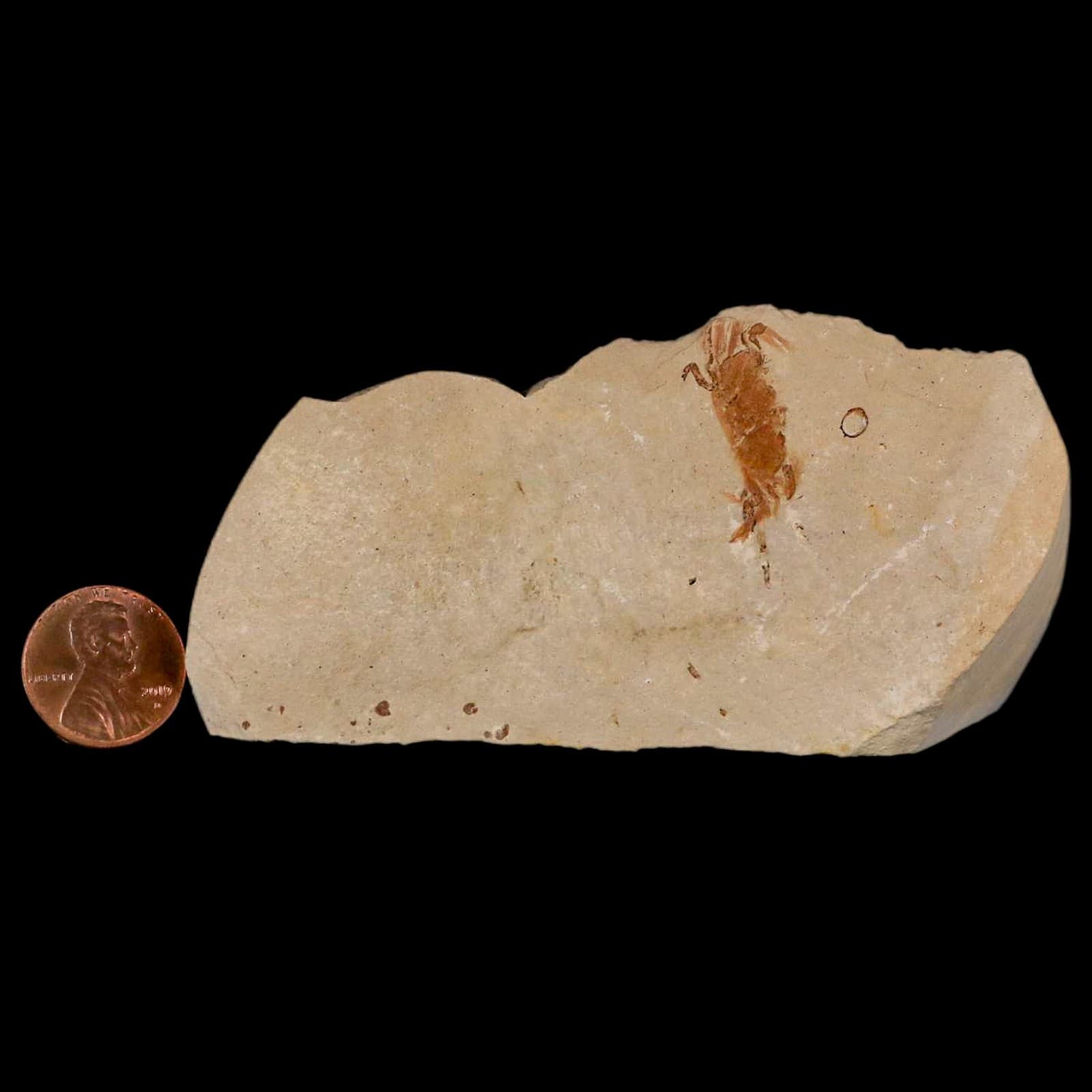 1.2" Fossil Crab Pinnixa Galliheri Pea Crab Monterey Cty San Luis Obispo Miocene 3