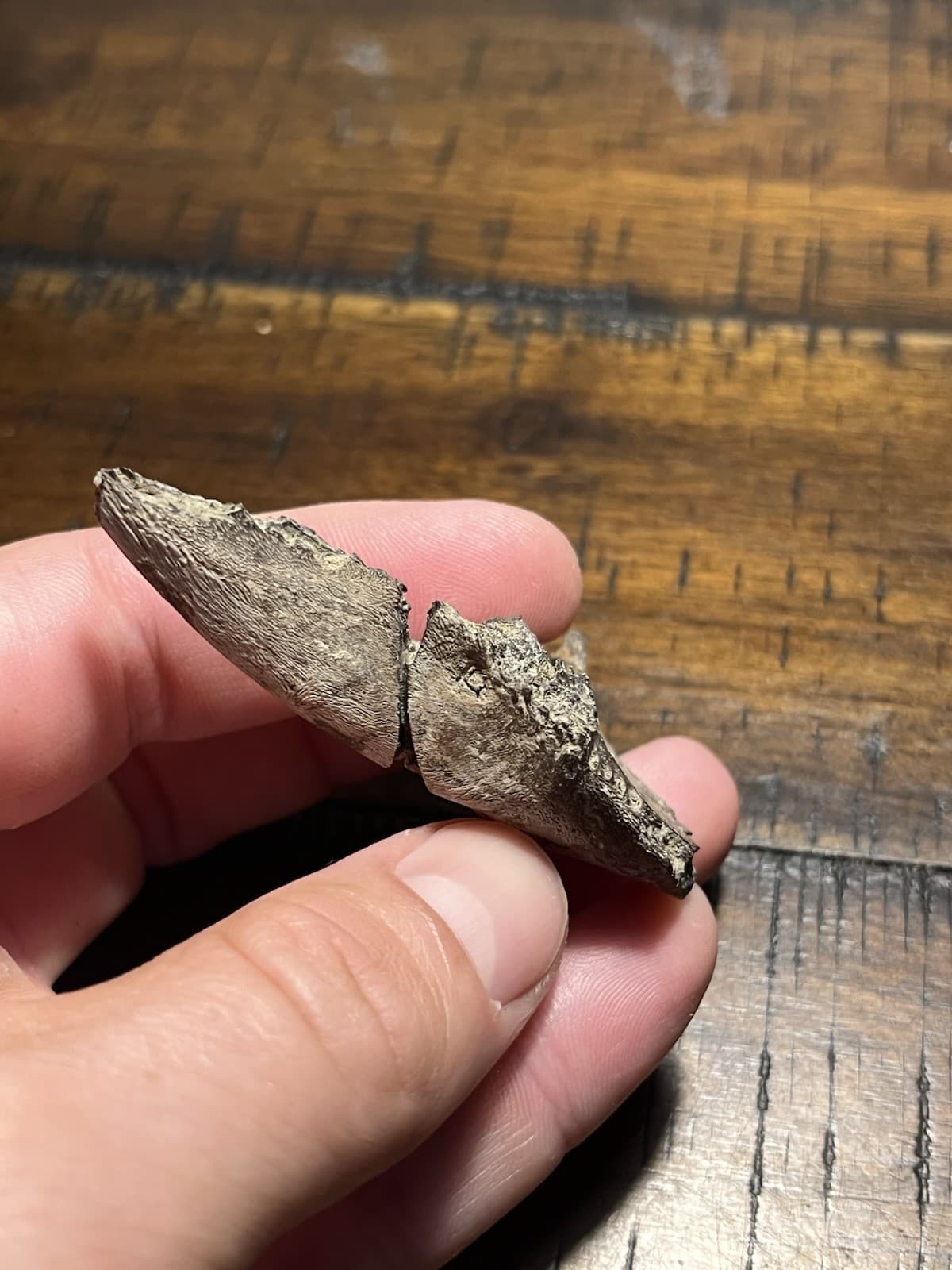 Rare Turtle Lower Jaw Dinosaur Age Fossil Hell Creek Formation SD 5