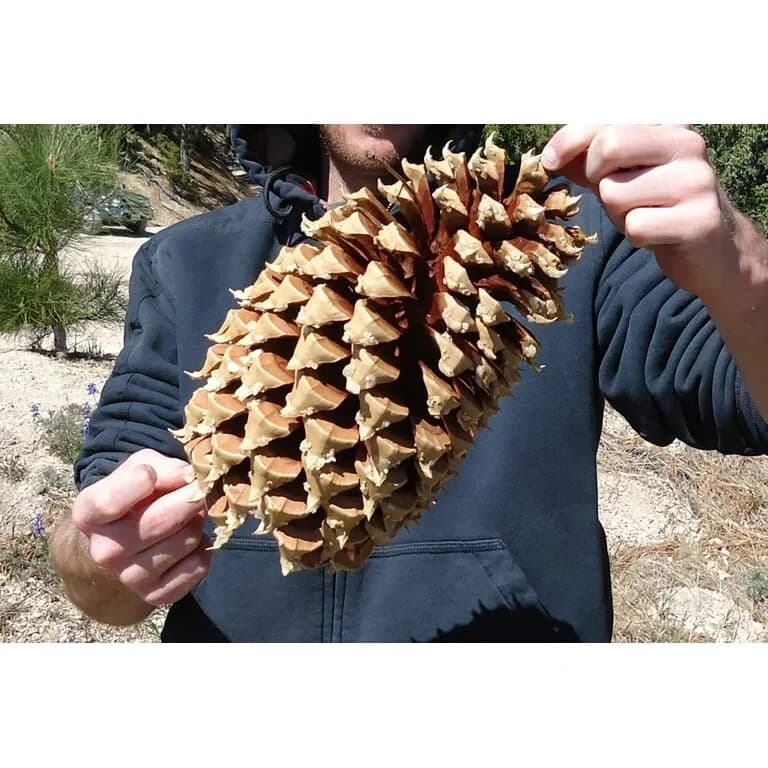 Largest Pinecones in the World - Coulter Pinecones - 8-14+" with Tons of Girth! 3