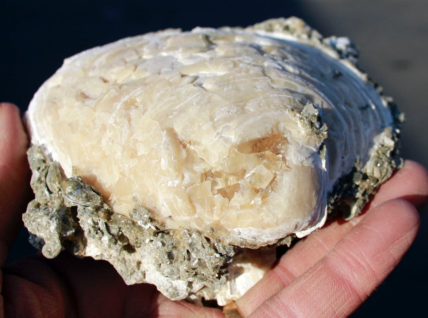 Mercanaria permanga • Fluorescent Fossil Clam from Ruck's Pit, Florida 2
