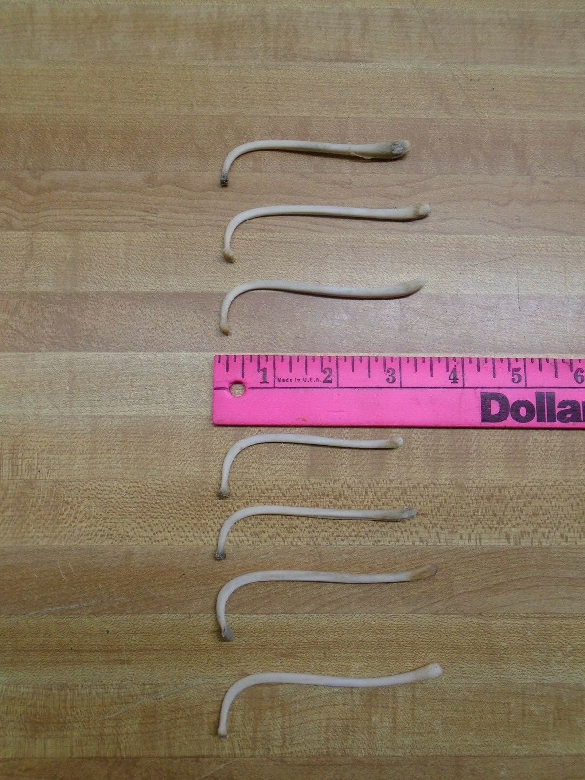 Raccoon Baculum Bone   You Are Buying 1 Bone Only 6