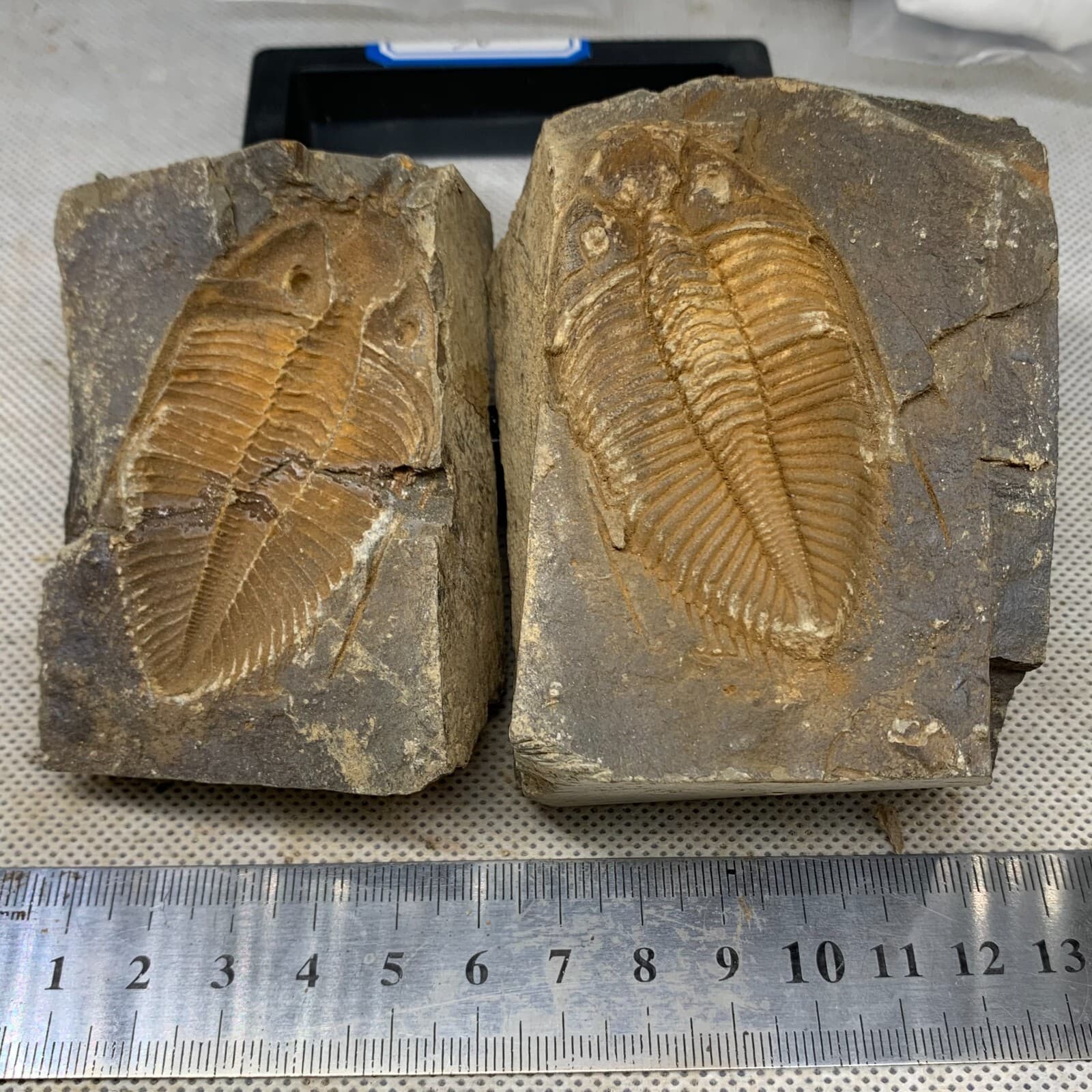 A pair of exquisite Hunan Xiangxi trilobite fossils 5