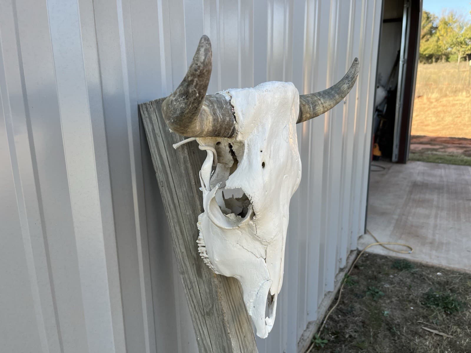STEER SKULL 18 Inch WIDE Horns BULL HORN MOUNTED COW HEAD 3