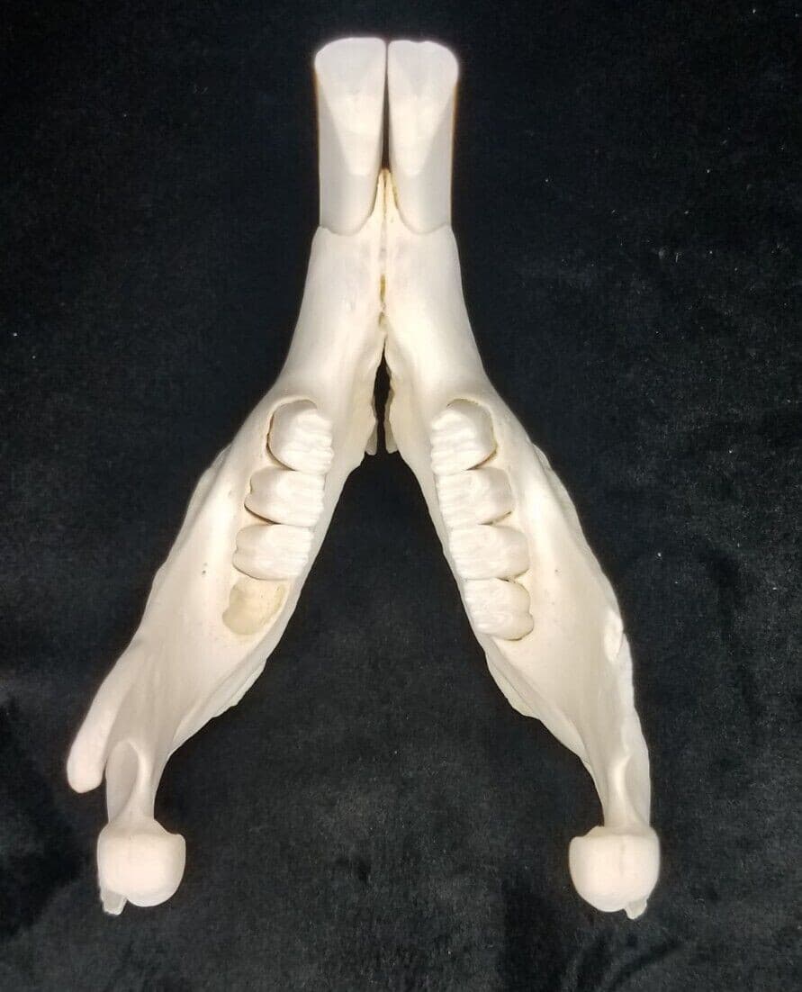 Real Beaver Skull - Castor canadensis - Generic Listing - American Sourced 4