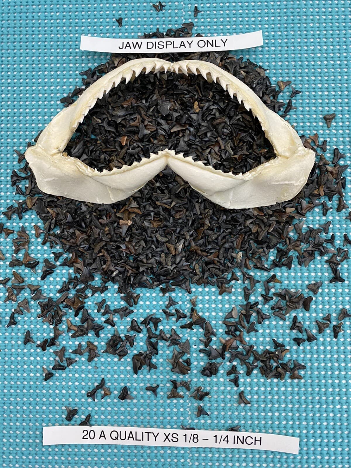 LOT OF 20.. 1/8 - 1/4 Inch ( A ) Quality Fossilized Shark Teeth From Venice Fl. 2