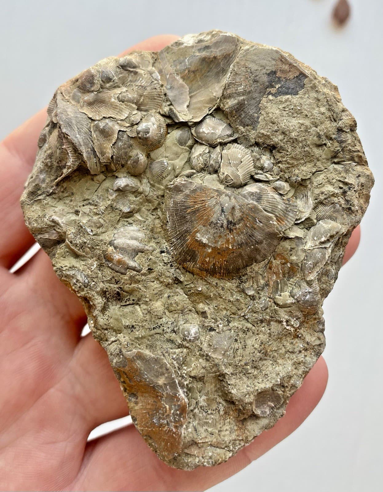 Rare Shell Fossils In Rock Sea Shell Fossil Complete Top And Bottom 167g.