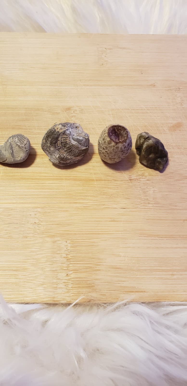 Authentic Michigan Fossil Assortment(4)  Great Lakes Rock Mix  1" And Under 5