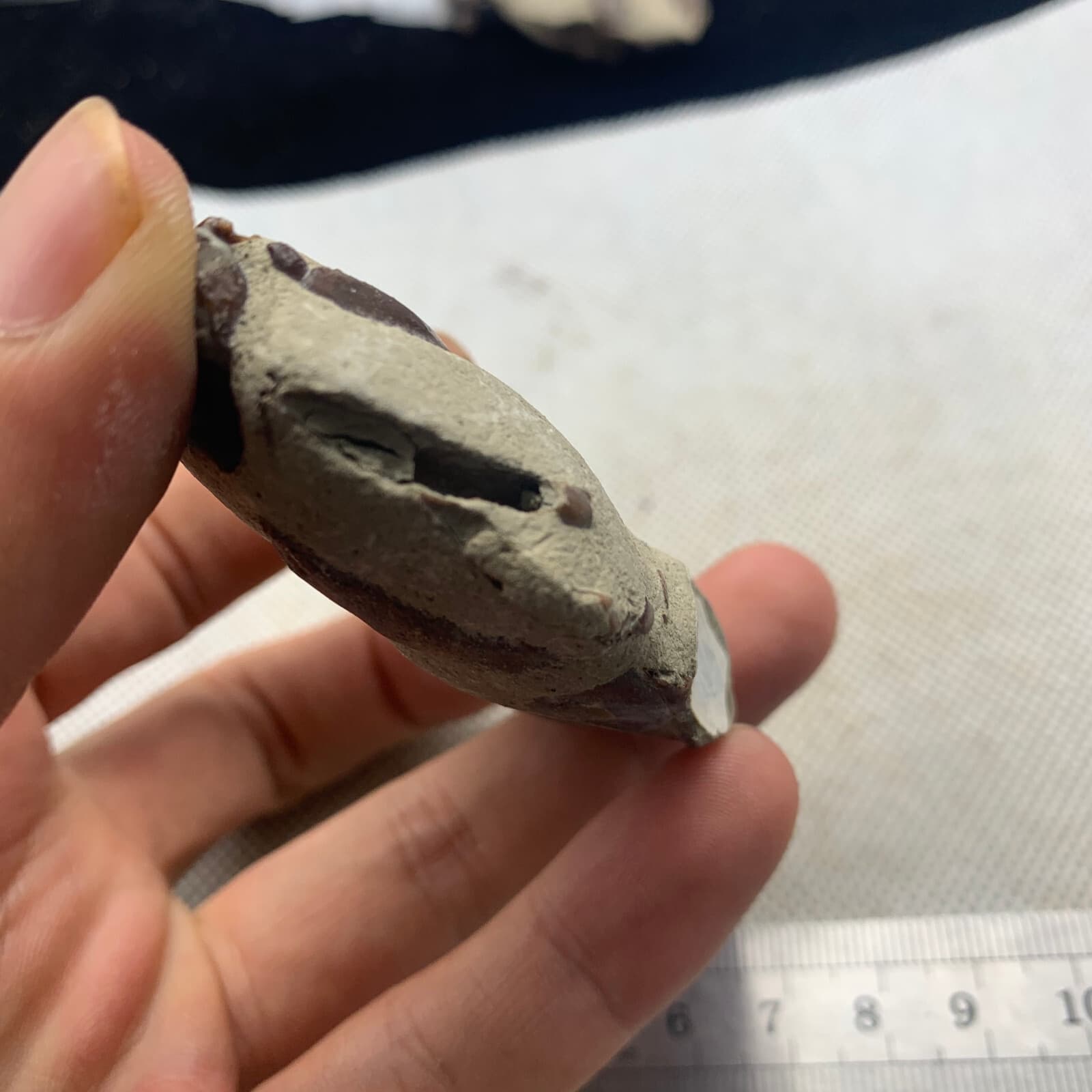 Jurassic refined crab fossils from the dinosaur era 5