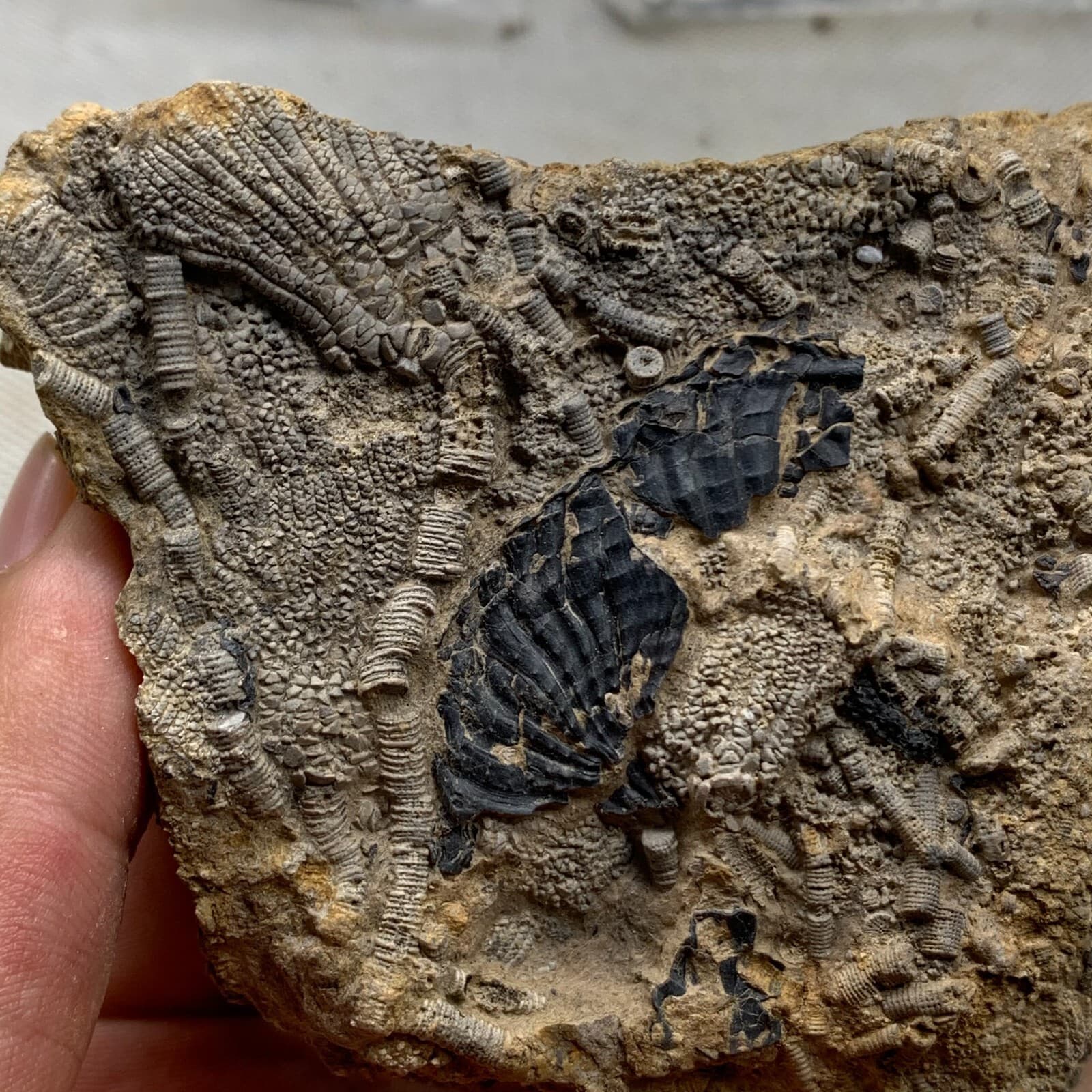 380 grams of fossils of crinoid from the Guanling Biota in Guizhou 5