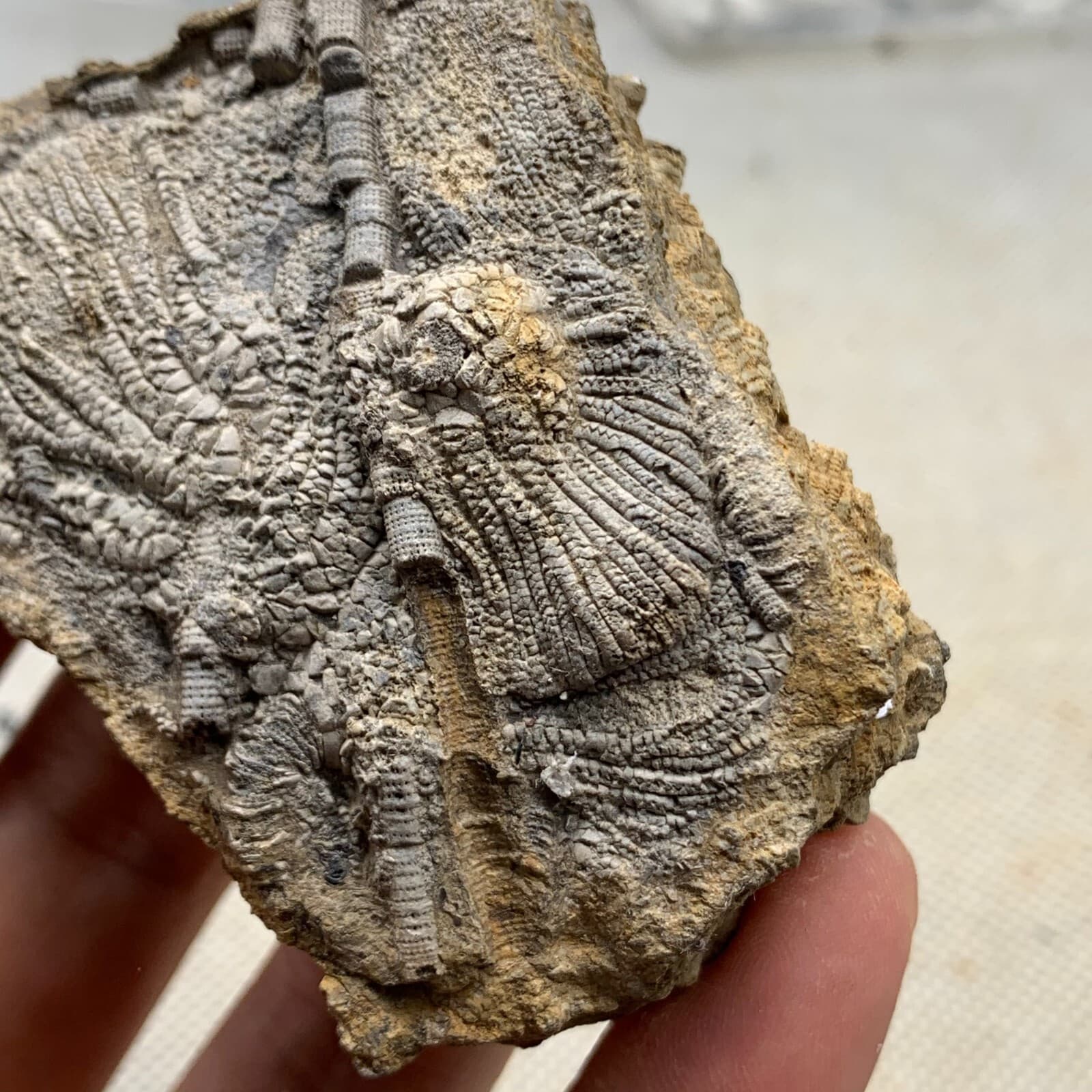 100 grams of fossils of crinoid from the Guanling Biota in Guizhou 3
