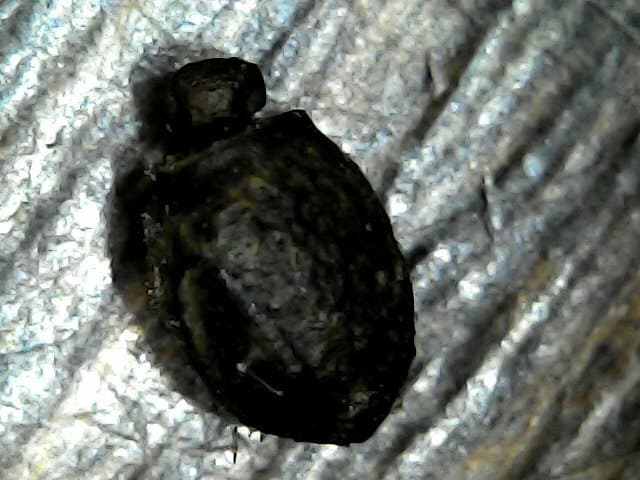 Lonchodiodes samarensis 20  eggs/Insecto palo/Fásmidos/huevos 3