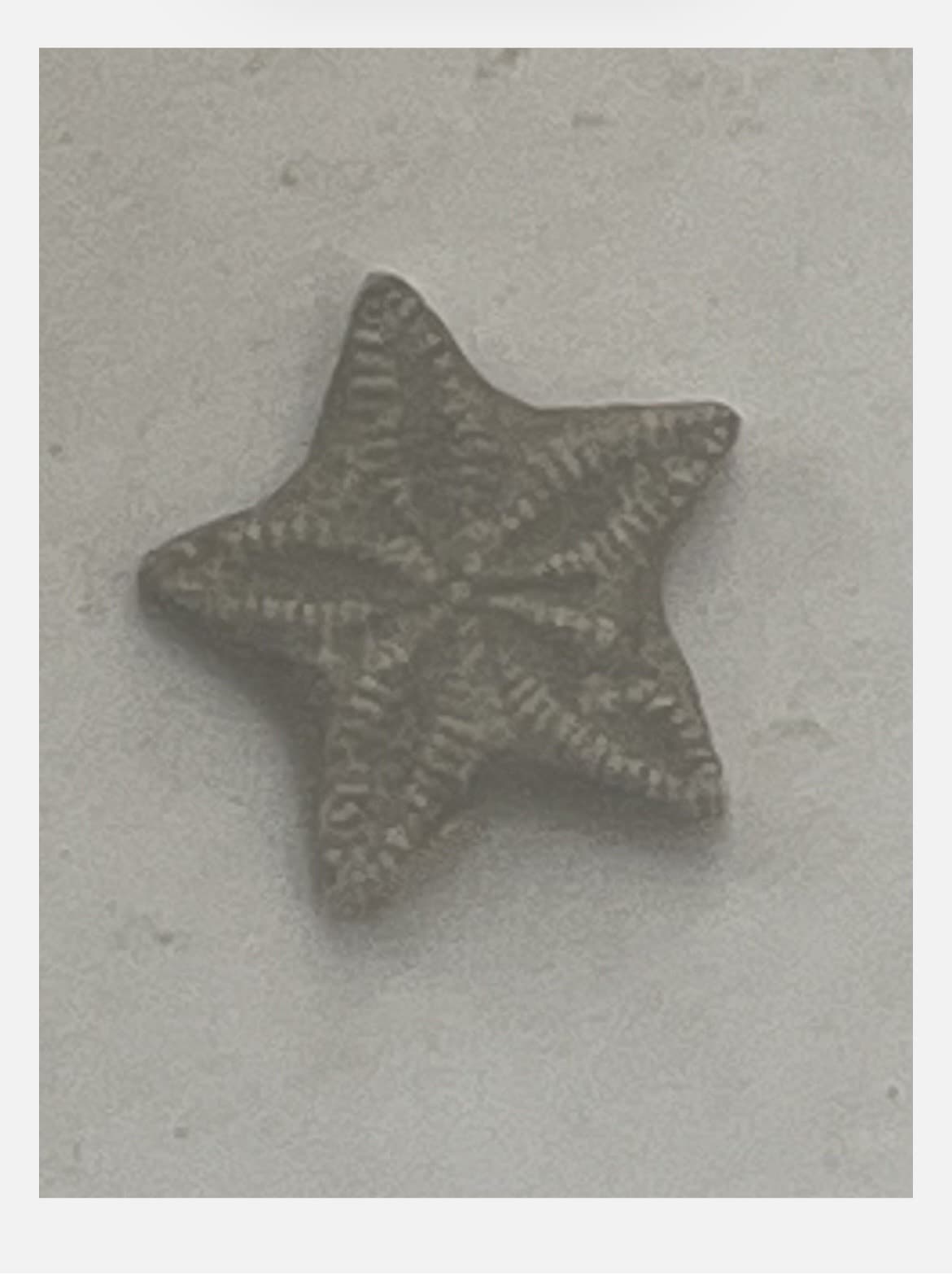 Utah Fossil Star Crinoid Pentacrinus Jurassic Age Echinoderm 5