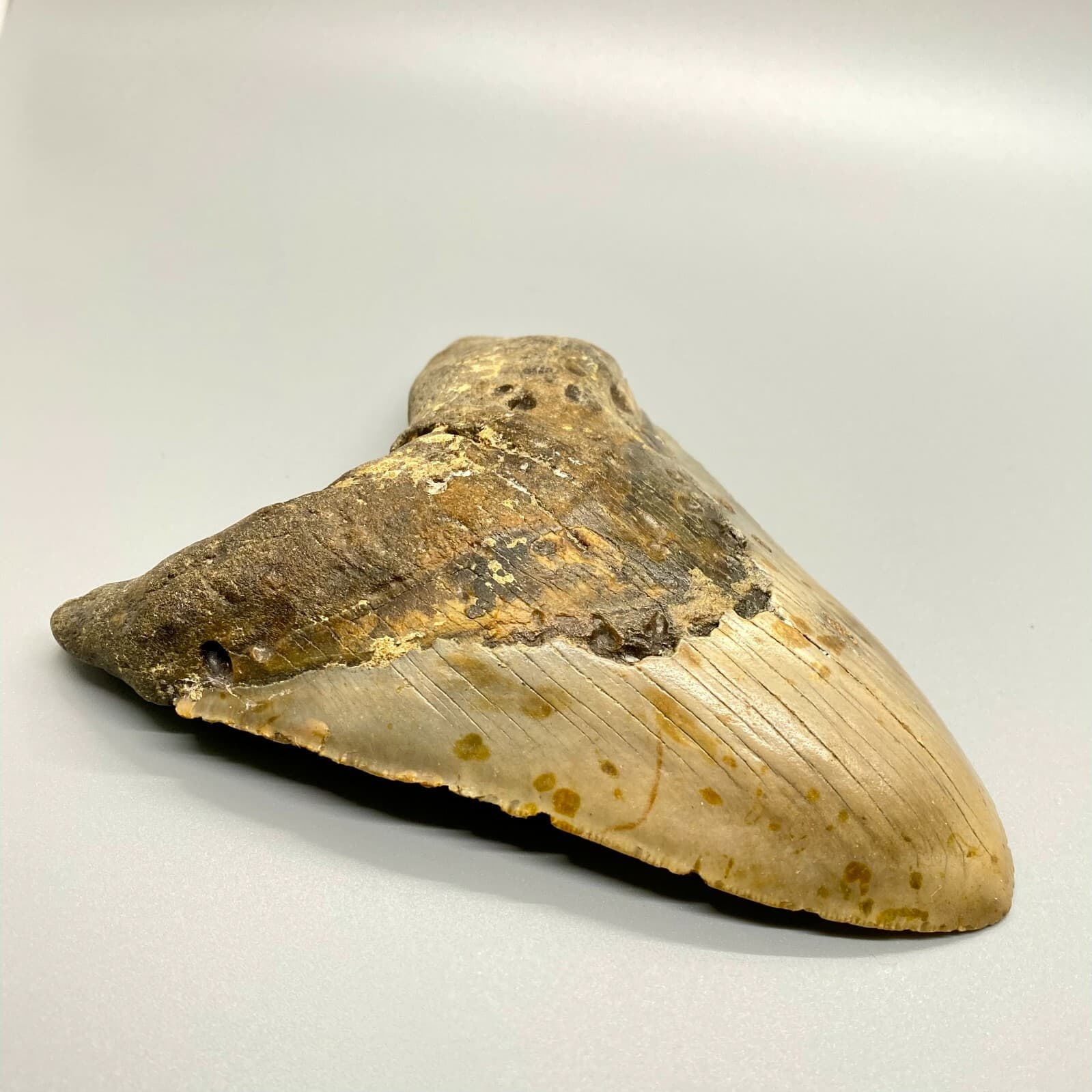 Large and Heavy 5.42" Fossil MEGALODON Shark Tooth - NC, USA 2