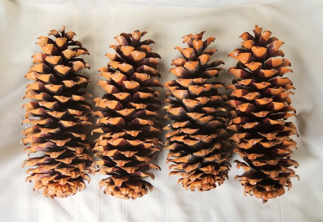 Lot of 4 Golden Giant Sugar Pine Cones 13" 4