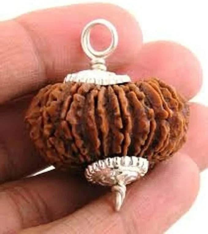 Original 14 Mukhi Rudraksha (Lab Certified) Origin - Nepal/Good Shape & Matured 2