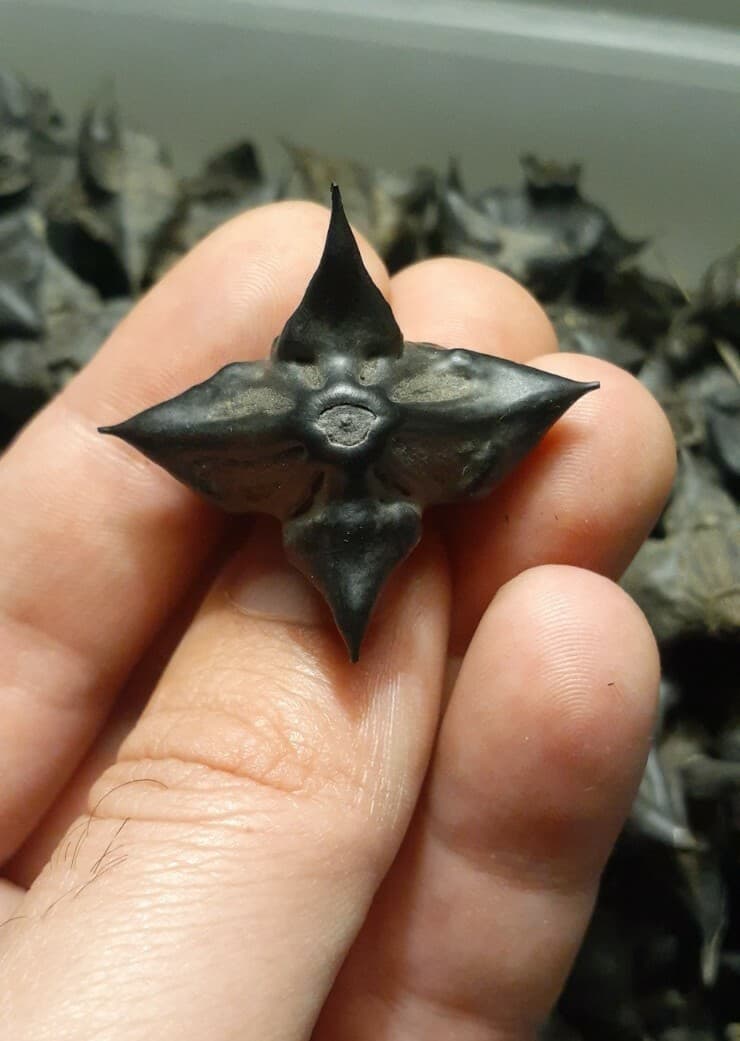 DEVILS POD, TRAPA NATANS WATER CHESTNUTS LOT OF 20 ARTS CRAFTS GRIDS PROTECTION 5